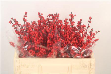 <h4>Ilex Verticilata Red</h4>
