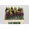 Fritillaria Persica