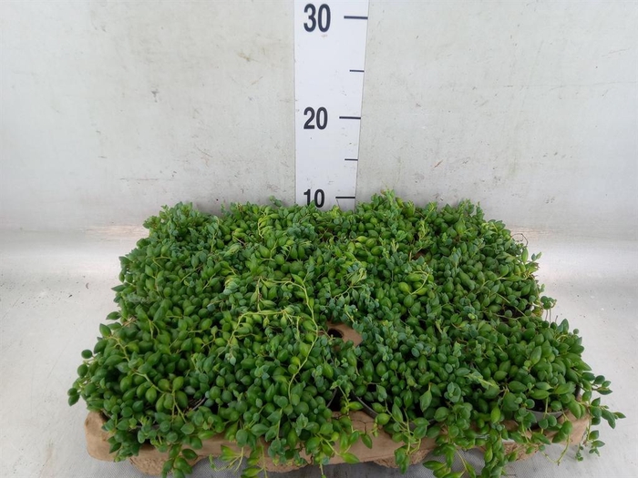 <h4>Senecio herreianus</h4>