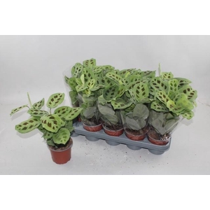 MARANTA KERCHOVEANA