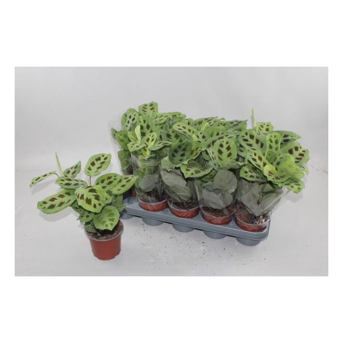 <h4>MARANTA KERCHOVEANA</h4>
