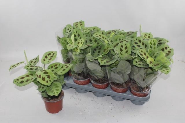 <h4>MARANTA KERCHOVEANA</h4>