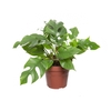 PHILODENDRON MINIMA P15