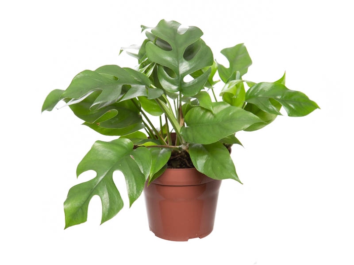 <h4>PHILODENDRON MINIMA P15</h4>