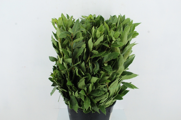 <h4>LAURUS NOBILIS</h4>