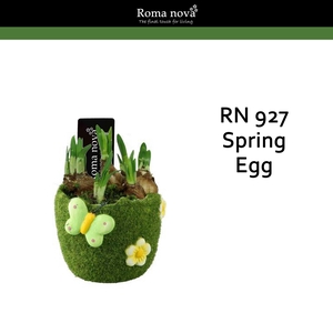 927 - Spring Egg (Tete a Tete)
