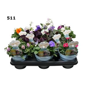 EETBARE BLOEMEN ZOMER MIX 12 CM