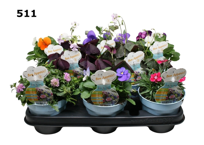 <h4>EETBARE BLOEMEN ZOMER MIX 12 CM</h4>
