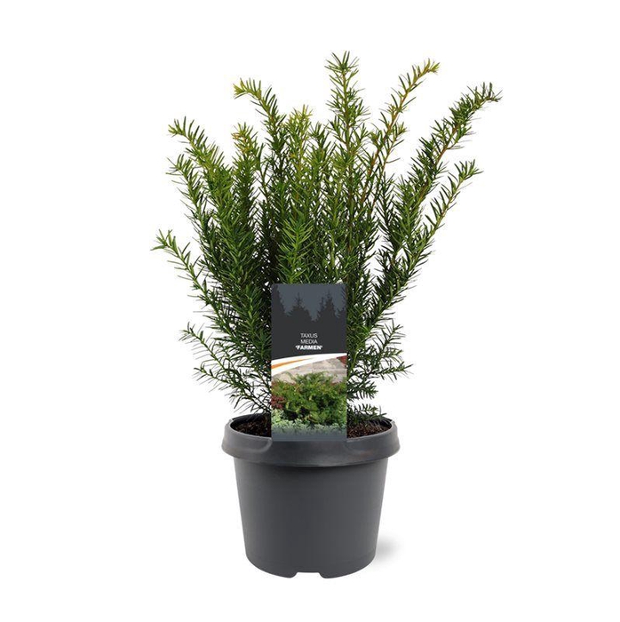 <h4>Taxus media 'Farmen'</h4>