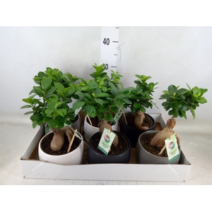 Ficus microcarpa 'Ginseng'