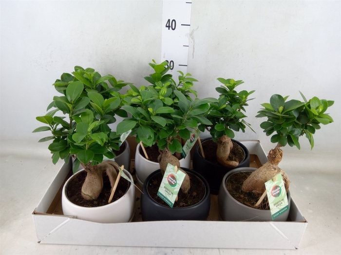 <h4>Ficus microcarpa 'Ginseng'</h4>