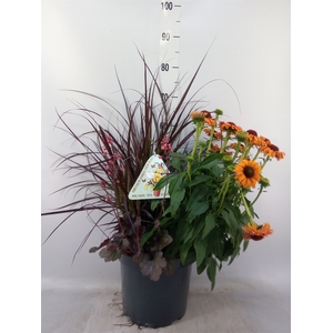 Vaste pltn   ...       [Perennials]