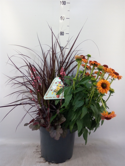 <h4>Vaste pltn   ...       [Perennials]</h4>