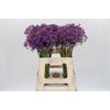 Allium Jackpot