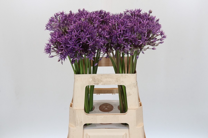 <h4>Allium 'Jackpot'</h4>