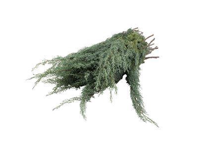 <h4>Cypresse Arizonica 4/5kg</h4>