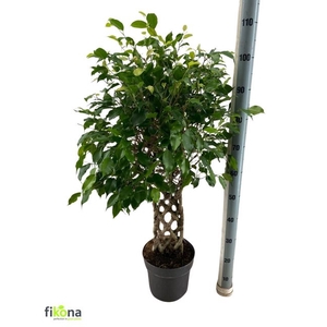 Ficus benjamina overig 24Ø 105cm 6pp