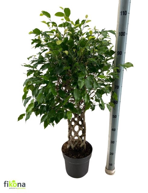 Ficus benjamina overig 24Ø 105cm 6pp