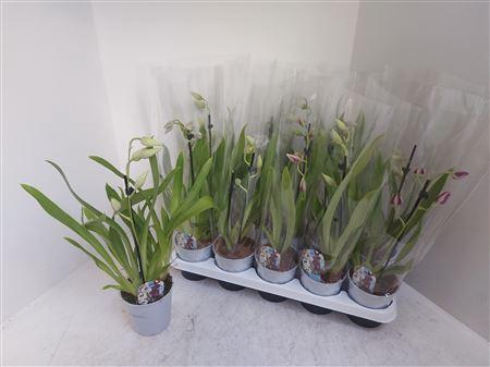 <h4>Miltoniopsis Ov 1 Branche</h4>