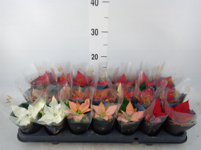 <h4>Euphorbia pulc. ...mix</h4>