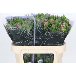 Alstroemeria Astronova Libra