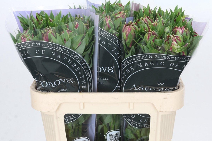 <h4>Alstroemeria Astronova Libra</h4>