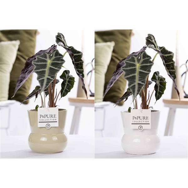 <h4>Alocasia Polly in P&PURE Plant Vase Maxima Ass. 2</h4>