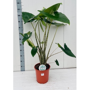 ALOC ZEBRINA