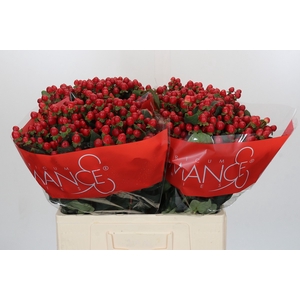 Hypericum True Romance