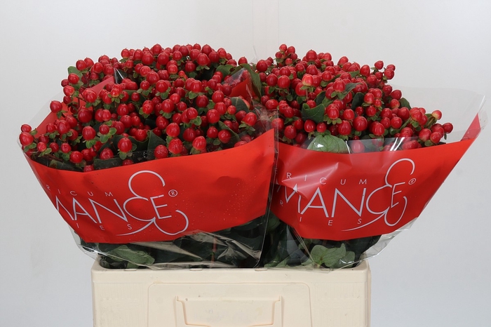 Hypericum True Romance