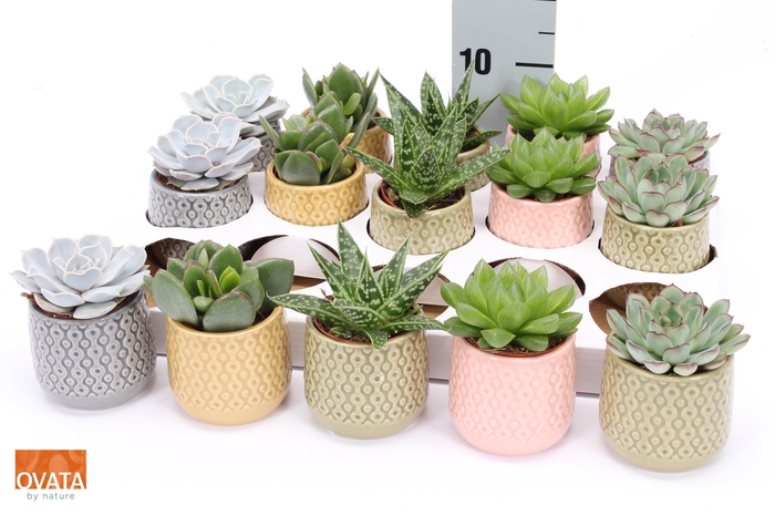 <h4>SUCC GEM 5 SRT</h4>