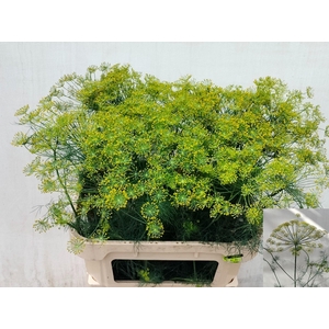 ANET GRAVEOLENS