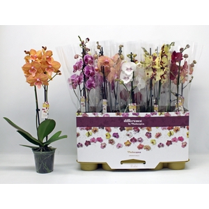 PHAL GEM