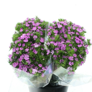 Di Barb Melian Super