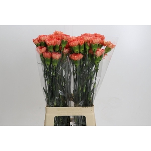 Dianthus St Kalimero