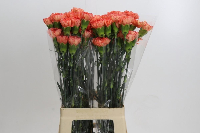 <h4>Dianthus St Kalimero</h4>
