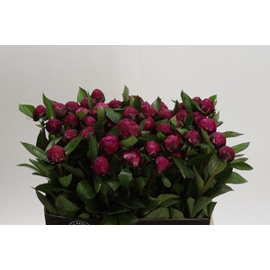 Paeonia Red Sarah