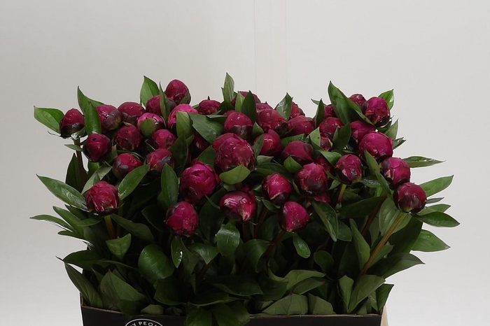 <h4>Paeonia Red Sarah</h4>