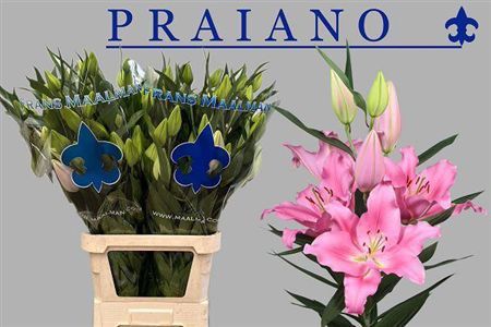 <h4>Li Or Praiano</h4>