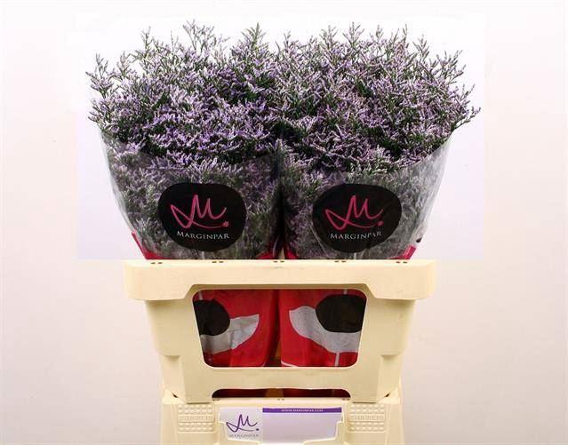 <h4>LIMONIUM SKYLIGHT 20GR</h4>