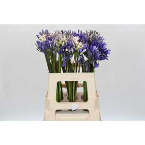 Agapanthus Mix