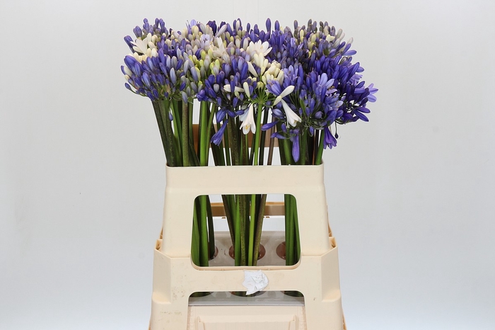 <h4>Agapanthus Mix</h4>