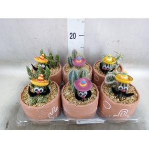 Cactus   ...