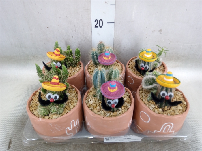 <h4>Cactus   ...</h4>