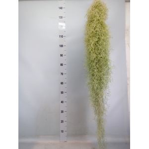 Tillandsia usneoides