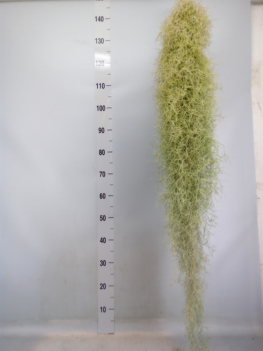 <h4>Tillandsia usneoides</h4>