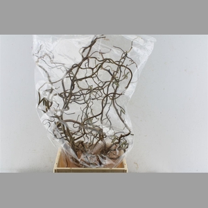Corylus Av Contorta 60cm X10