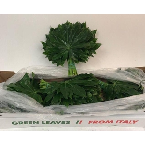 FATSIA JAPONICA BLAD