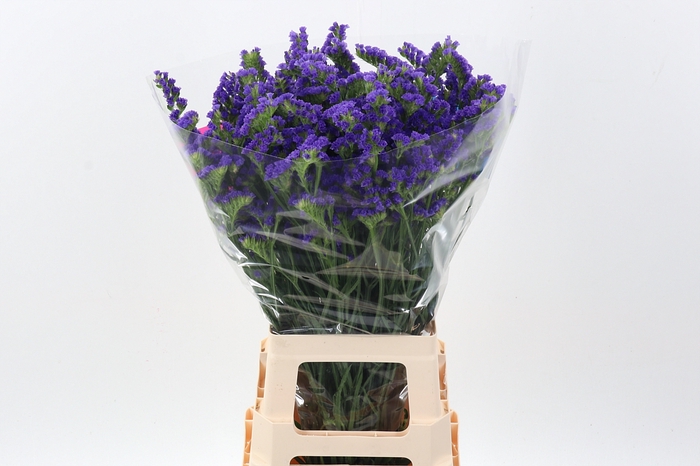 <h4>Lim S Cryst Dark Blu</h4>