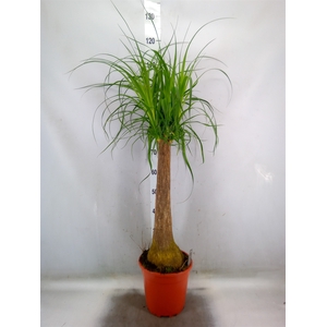 Beaucarnea recurvata